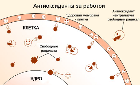 Антиоксиданты за работой