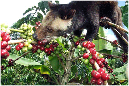 Kopi luwak, weasel coffee